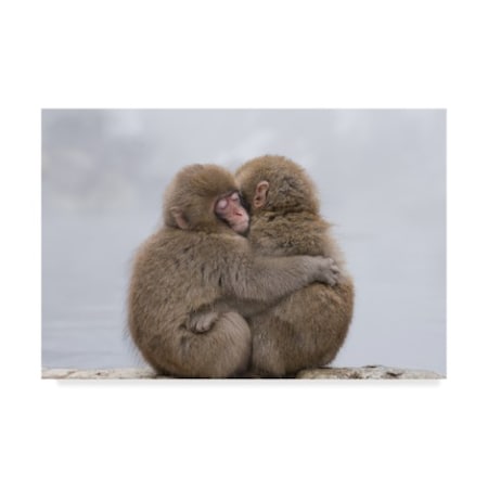 Trademark Fine Art Takeshi Marumoto 'Forever Monkey Friends